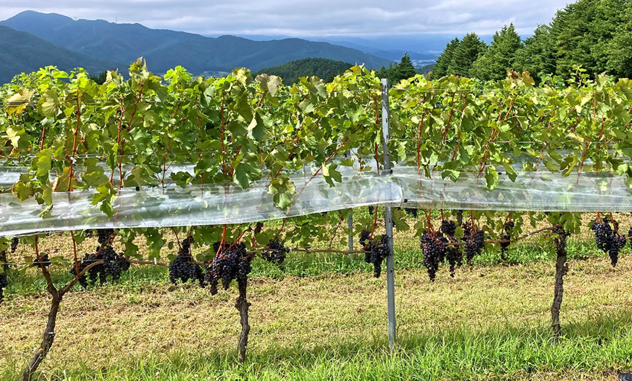 塩尻市内のワイナリー